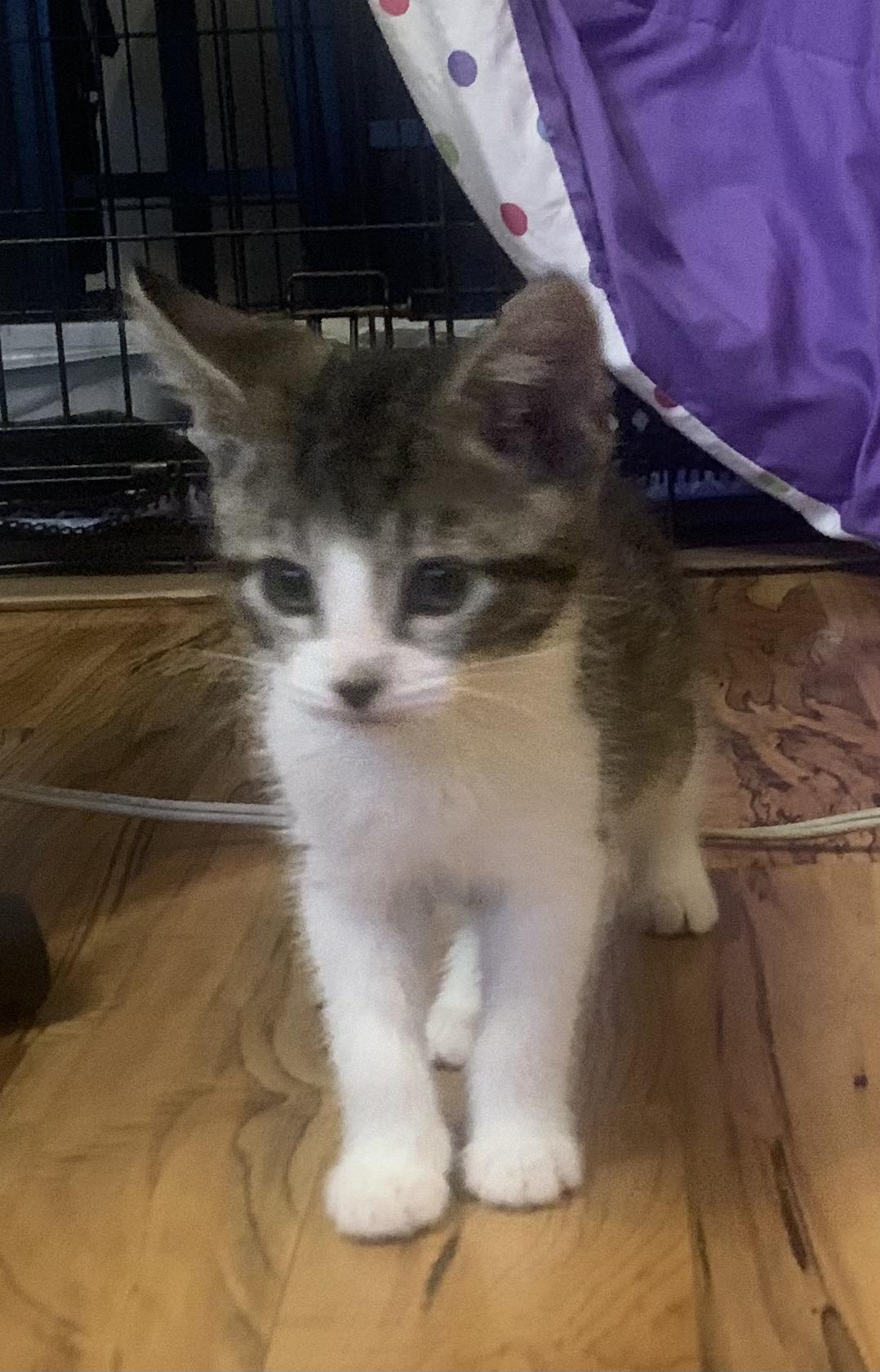 Enlarge Stitch, a Adoptable Domestic Short Hair in Tillamook, OR image 2/6