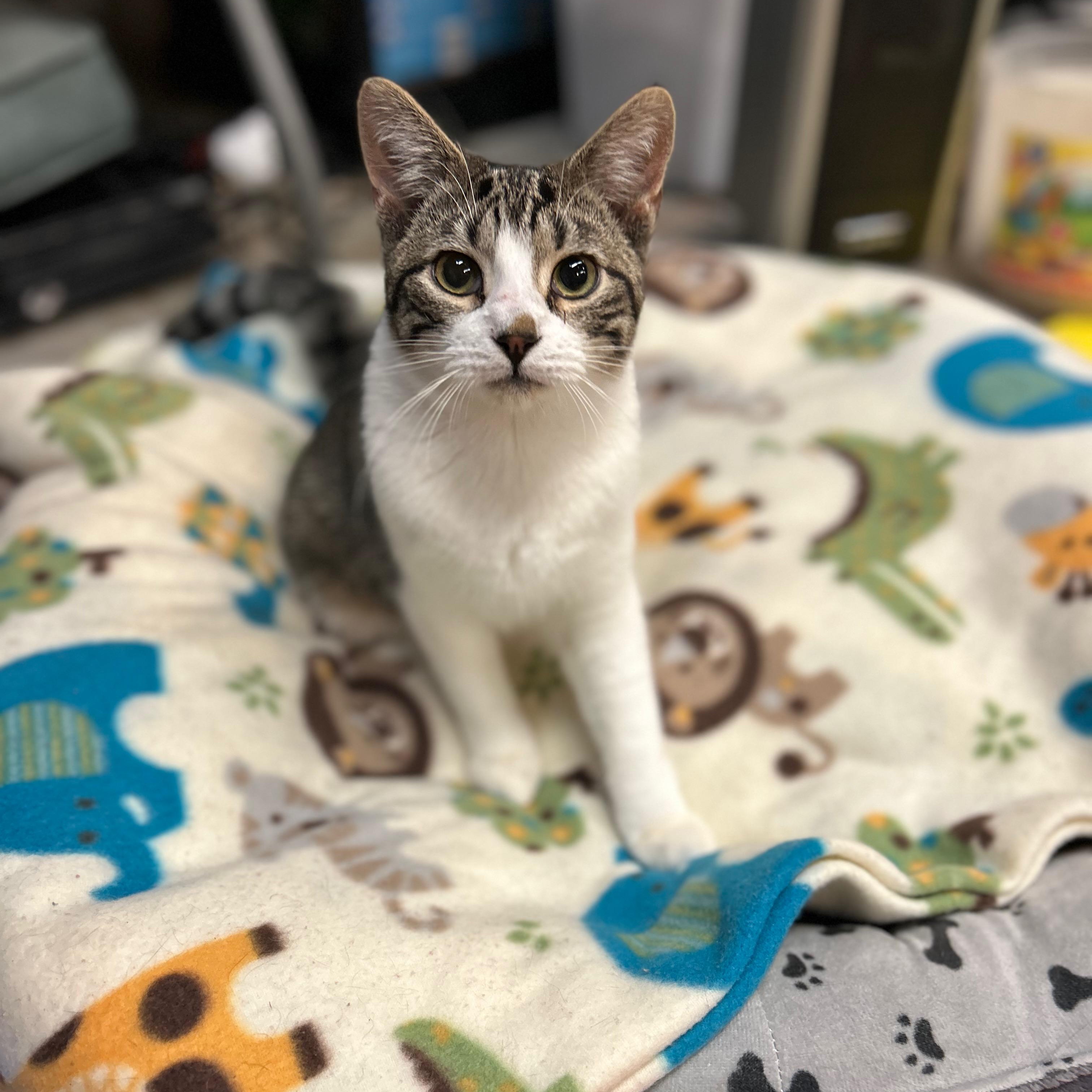 Stitch, adoptable, Young Male Domestic Short Hair.