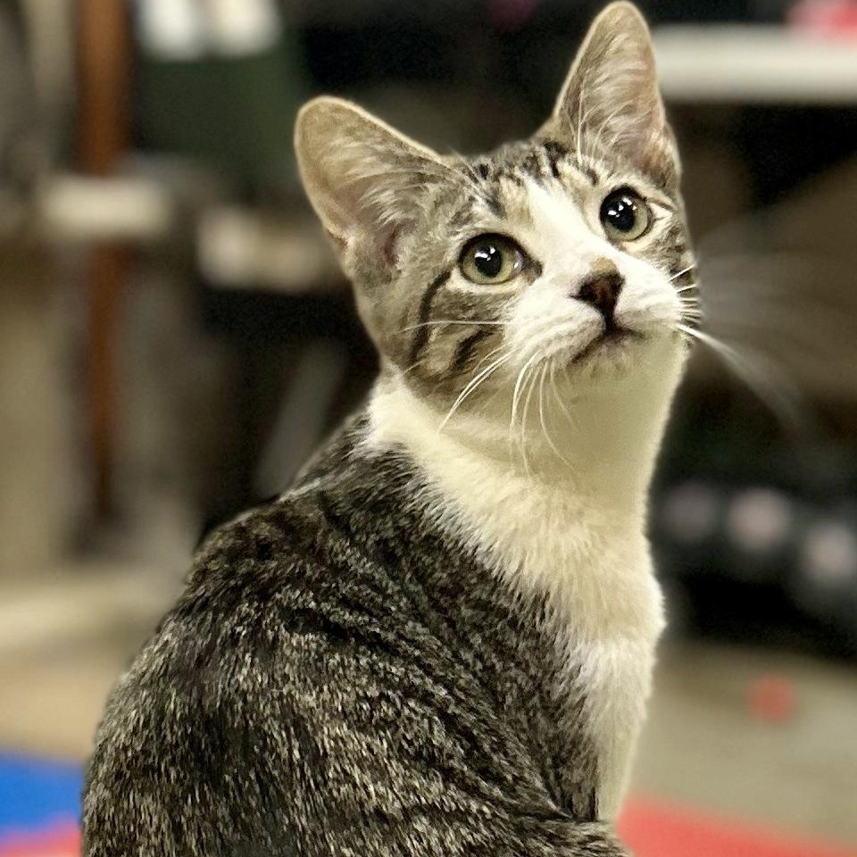 Stitch, adoptable, Young Male Domestic Short Hair.