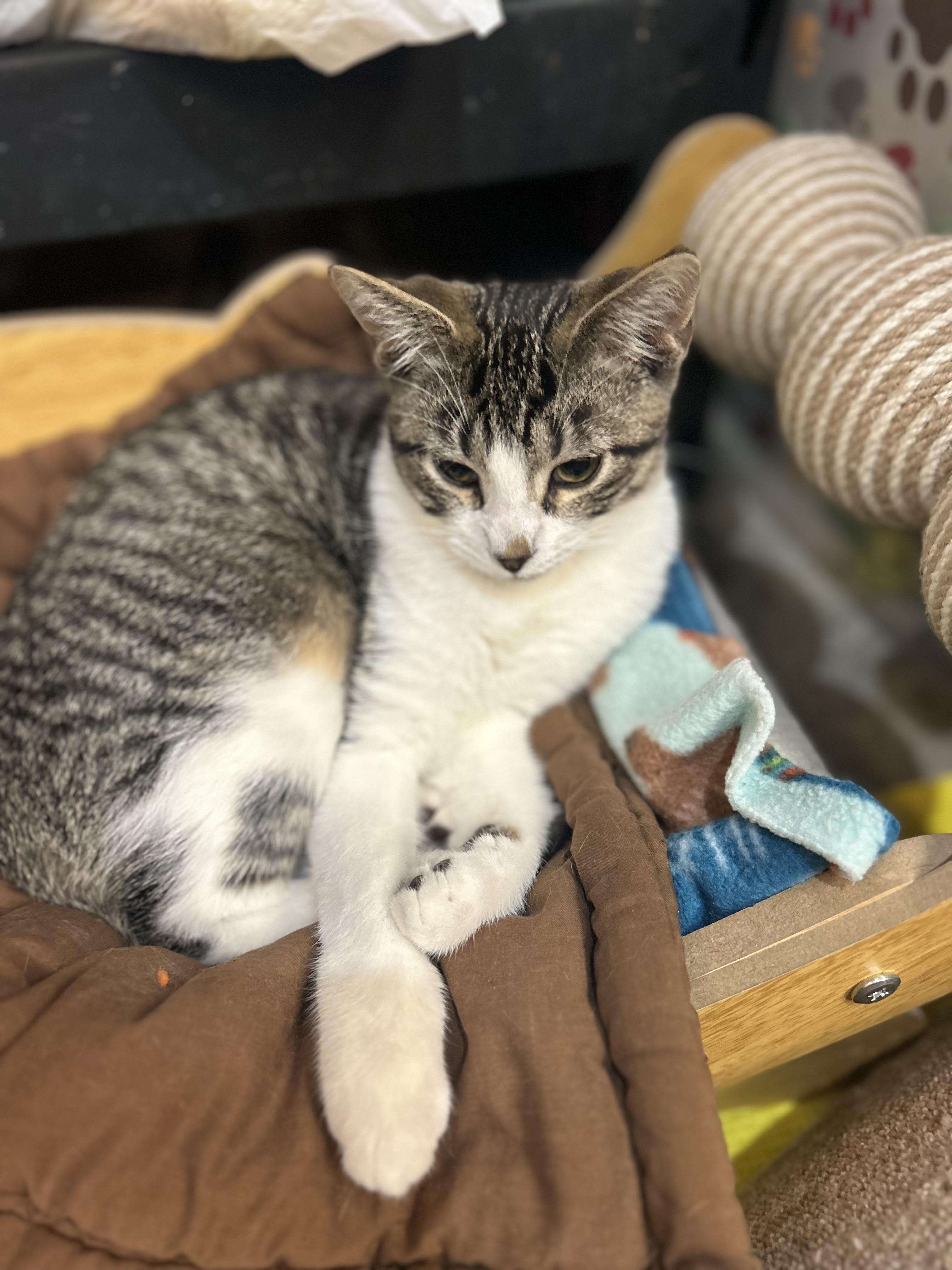 Enlarge Stitch, an adoptable Domestic Short Hair in Tillamook, OR image 2/6