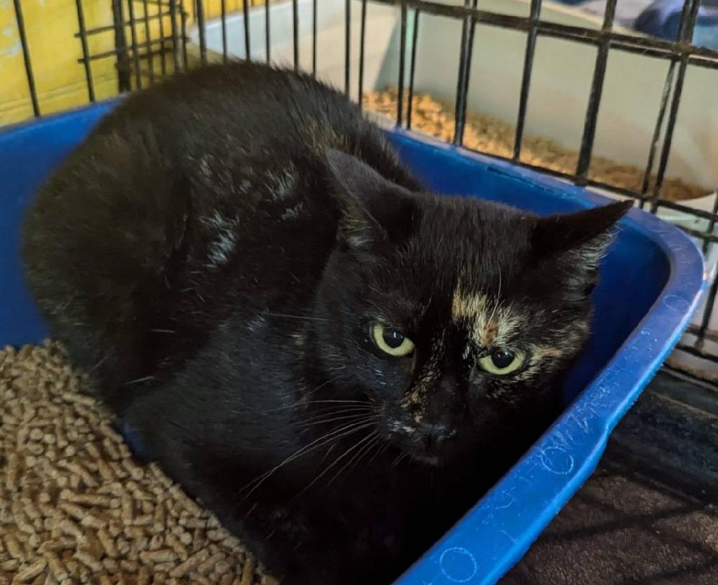 Liberty 2, Adoptable, Senior Female Domestic Short Hair.
