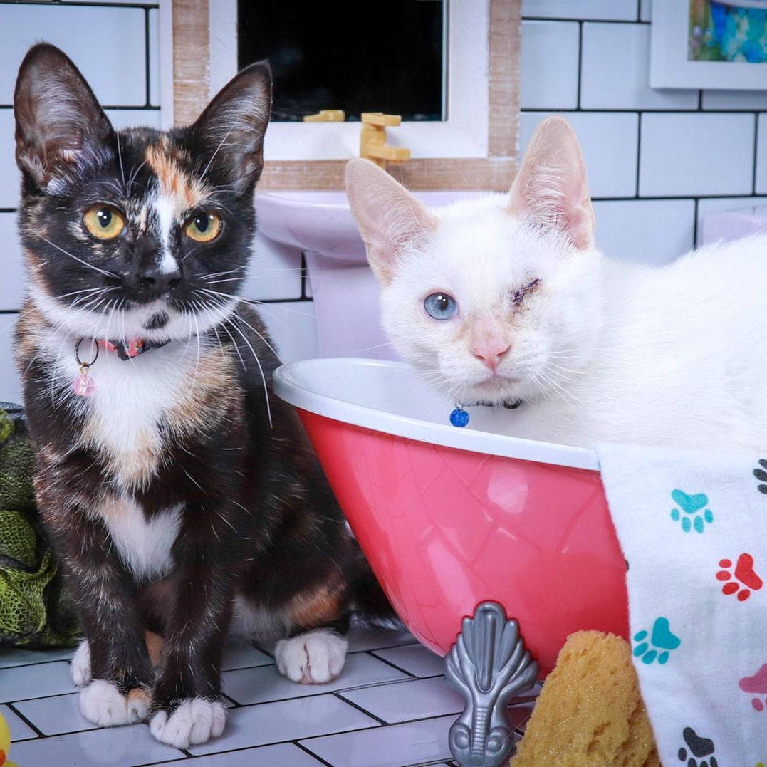Eulalie & Ender, Adopted, Kitten Female Calico & Domestic Short Hair.