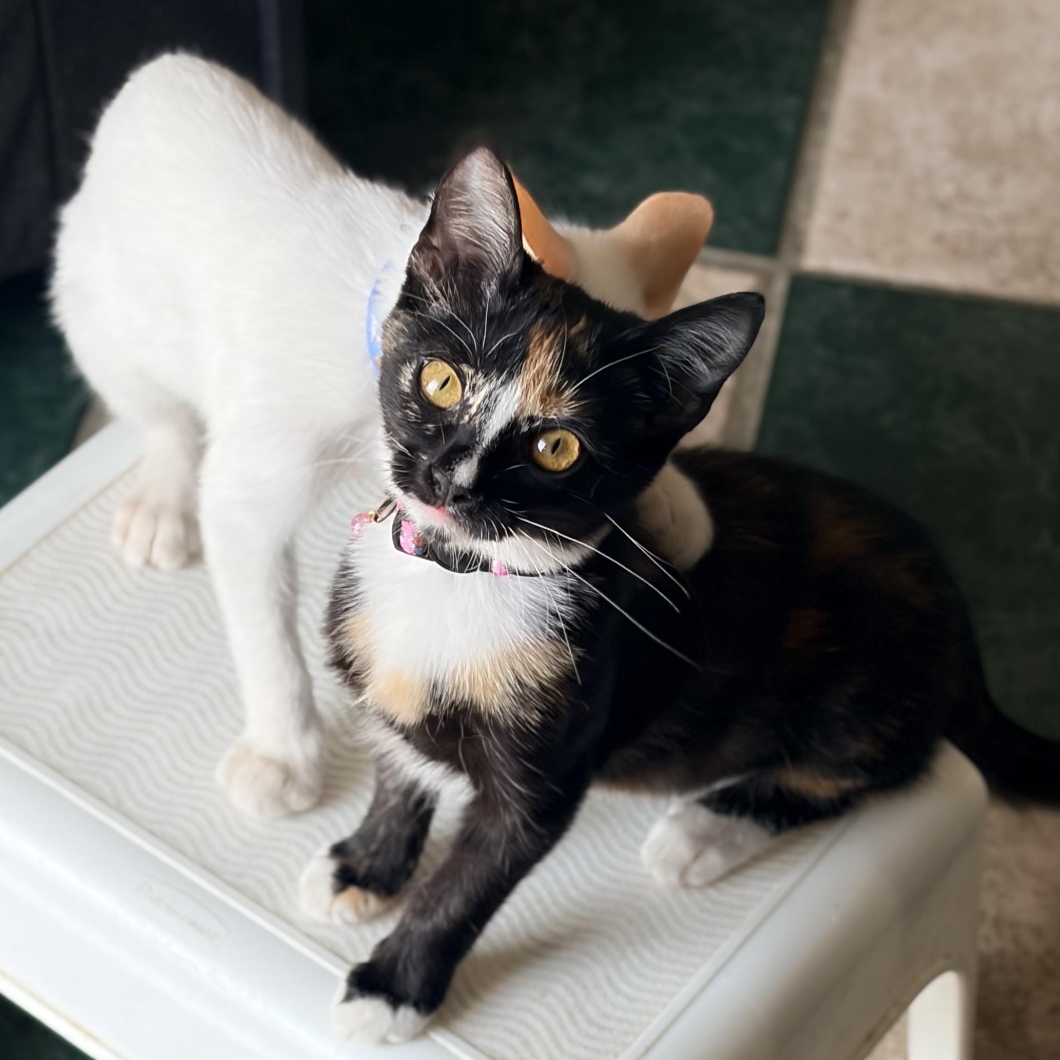 Enlarge Eulalie & Ender, a Adopted mixed breed in Parker, TX image 6/6