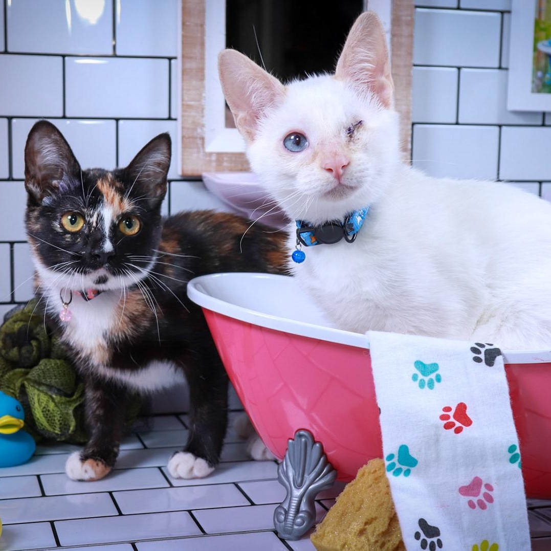 Enlarge Eulalie & Ender, a Adopted mixed breed in Parker, TX image 4/6