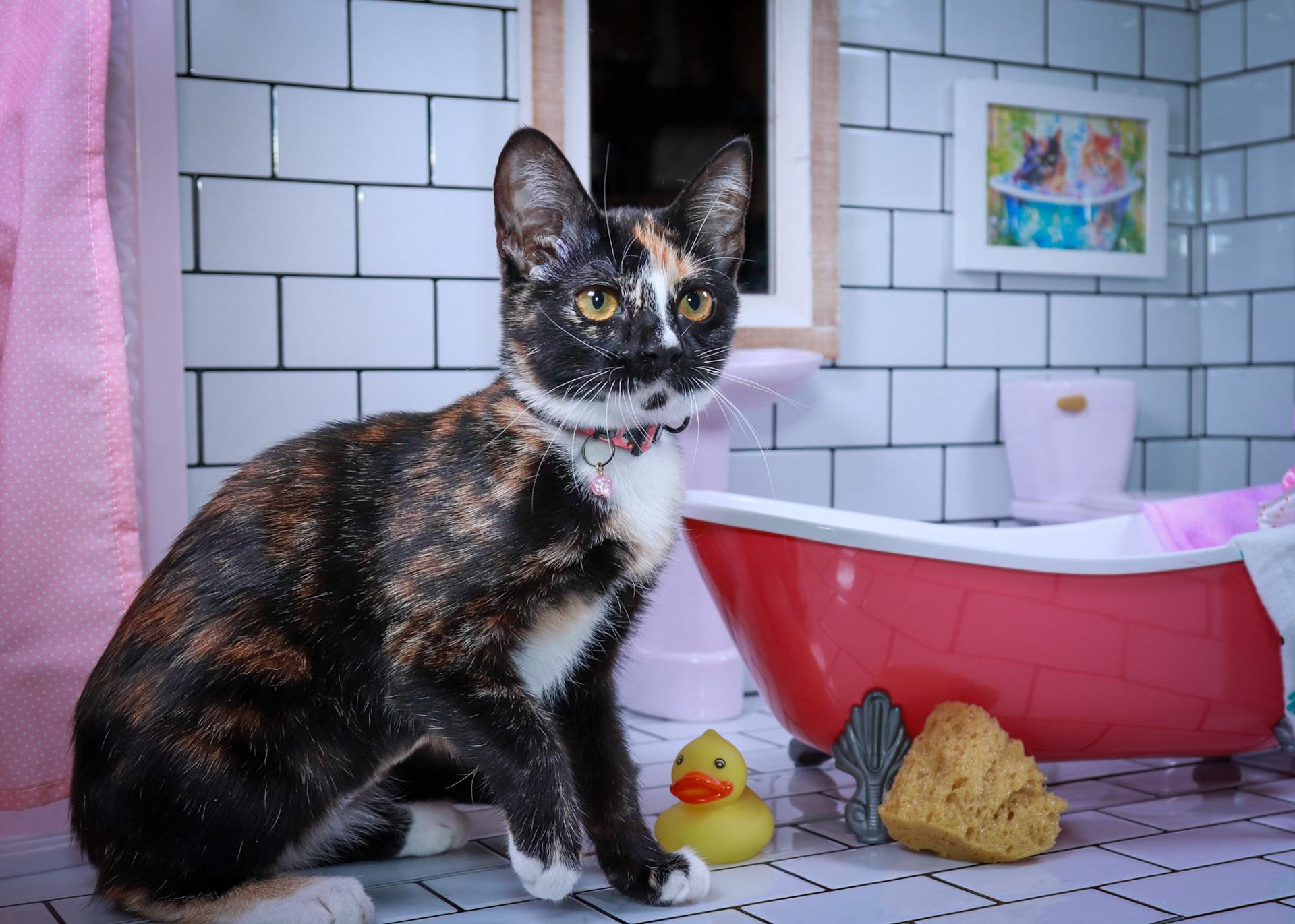Enlarge Eulalie & Ender, a Adopted mixed breed in Parker, TX image 3/6