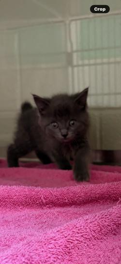 Enlarge Fury, an adopted Domestic Medium Hair in Murphy, TX image 1/1