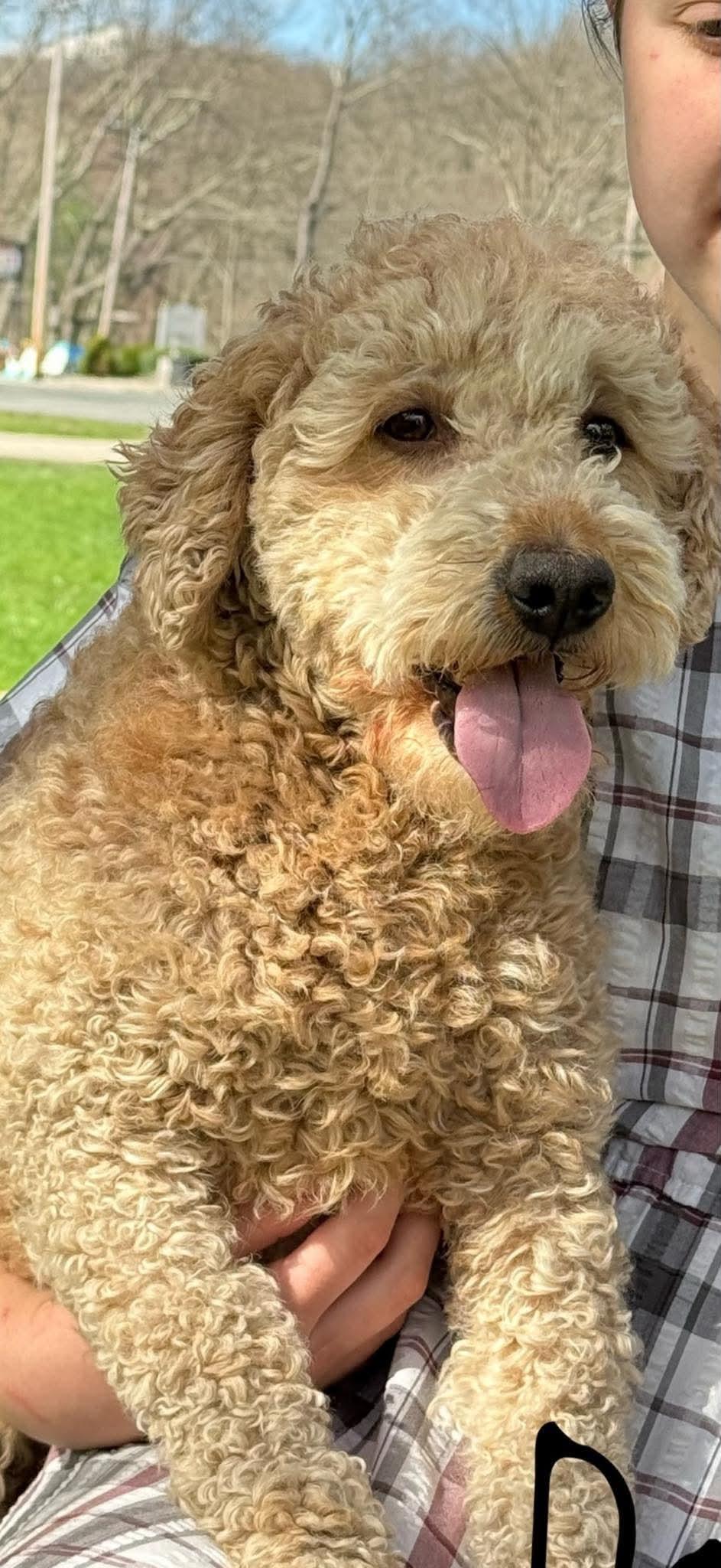 Dahlia, Adopted, Adult Female Goldendoodle.