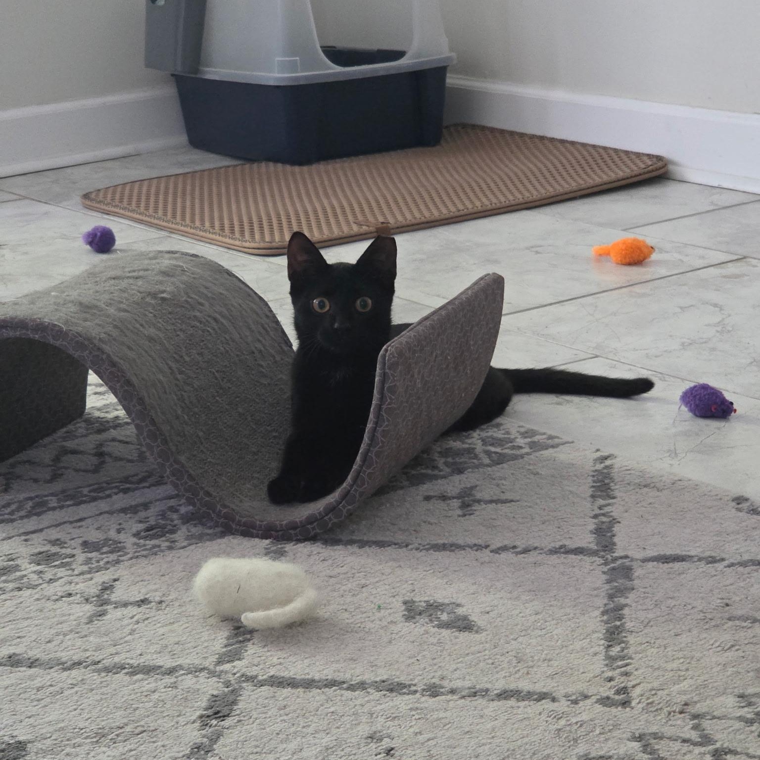 Enlarge Lyra, a Adoptable Domestic Short Hair in Roanoke, VA image 2/2