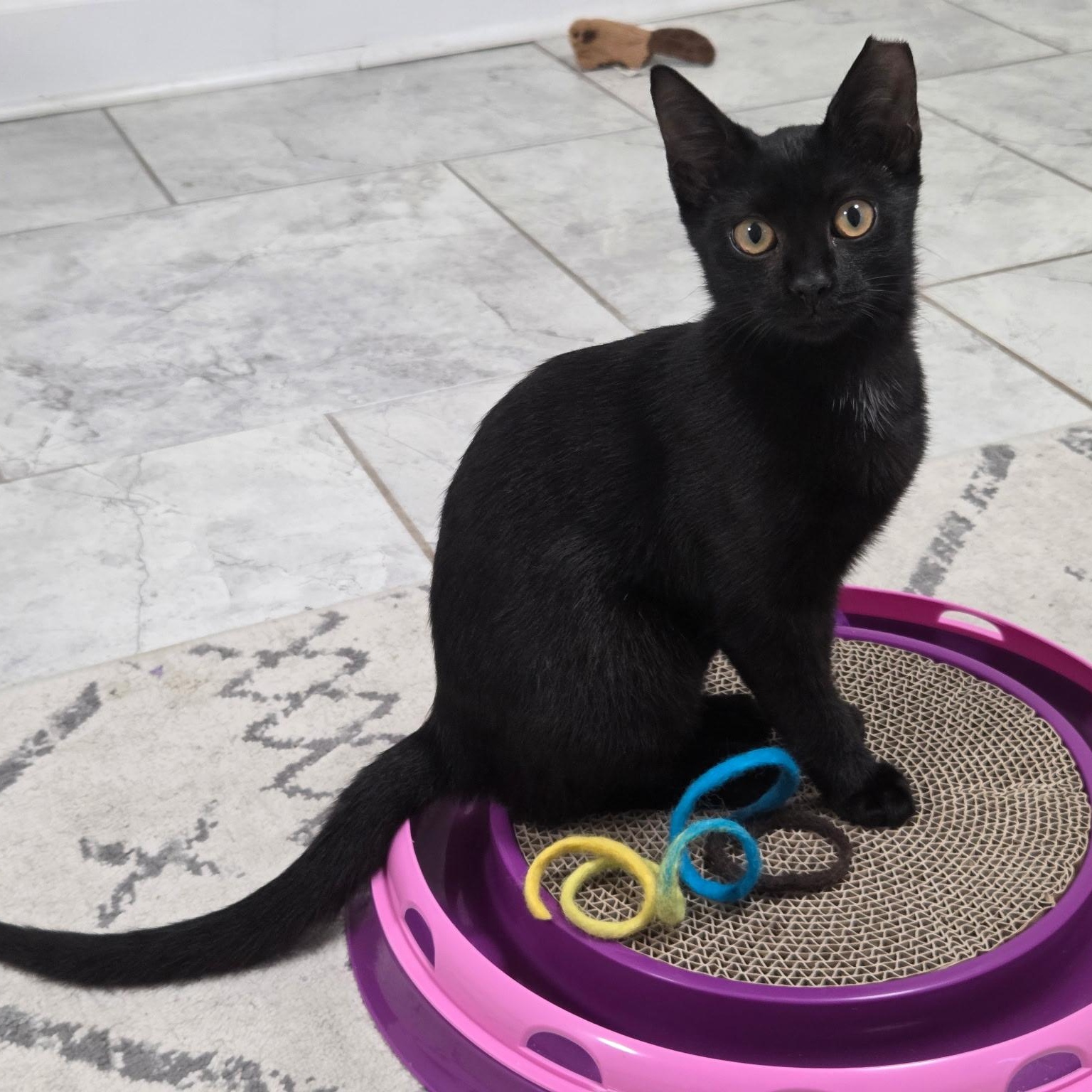 Enlarge Lyra, a Adoptable Domestic Short Hair in Roanoke, VA image 1/2