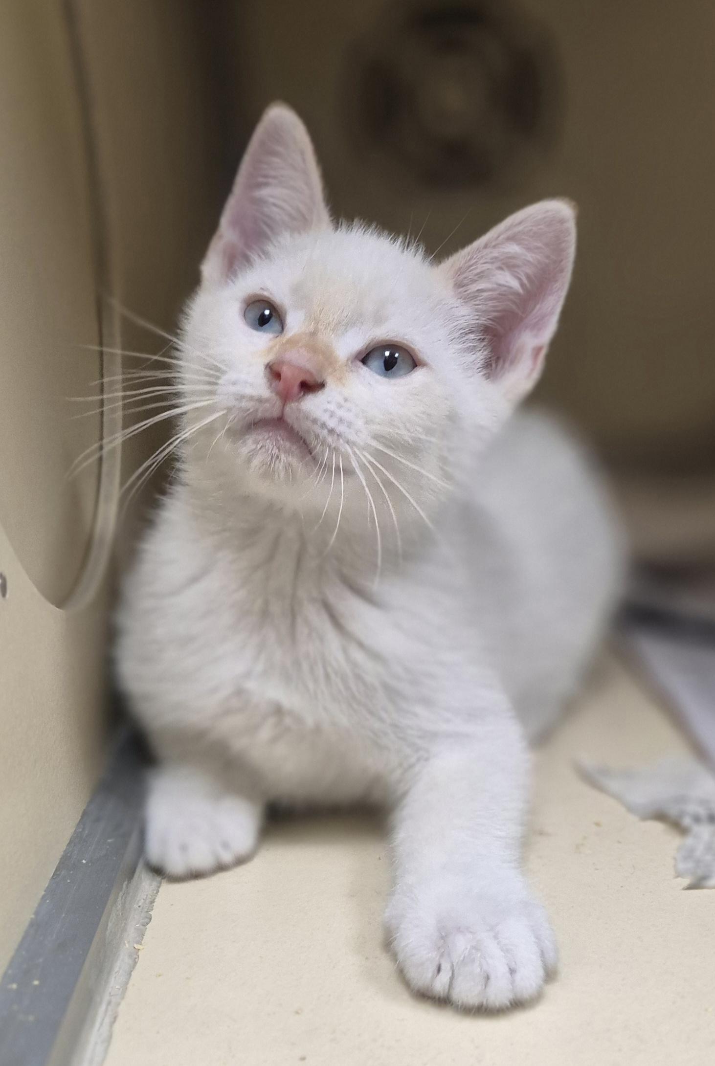Enlarge Bjorn, an adopted Domestic Short Hair in Schertz, TX image 2/2