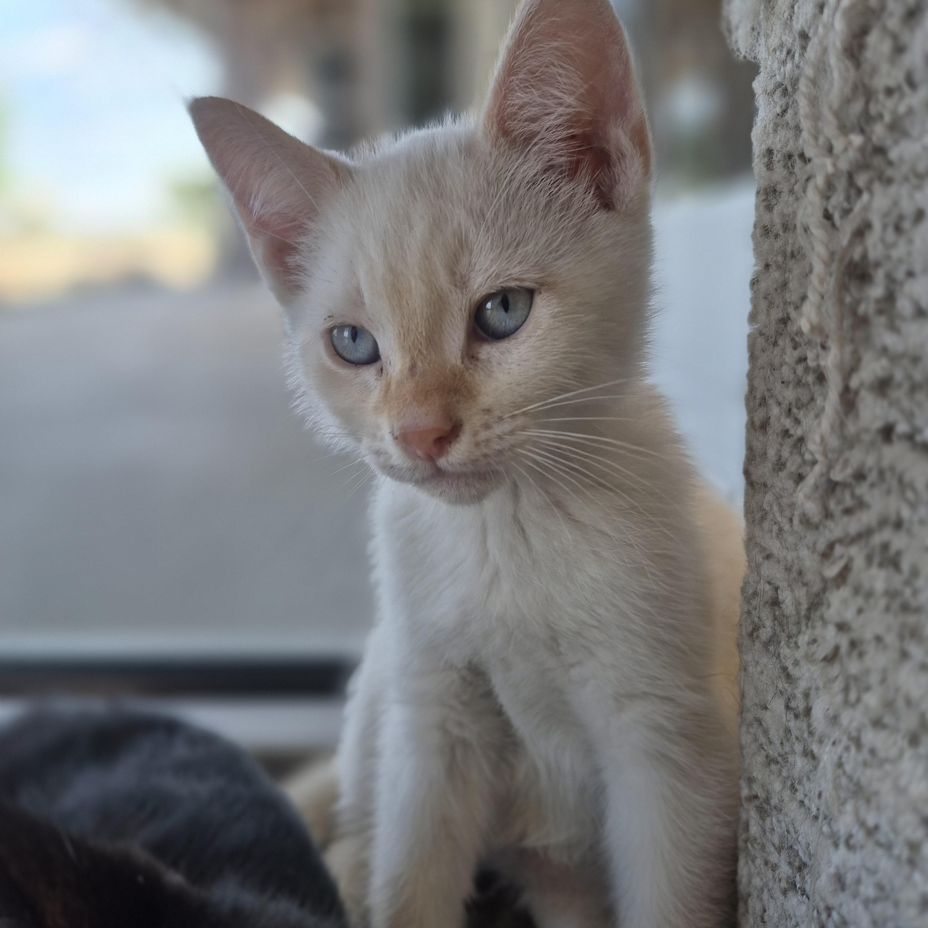 Enlarge Bjorn, an adopted Domestic Short Hair in Schertz, TX image 1/2