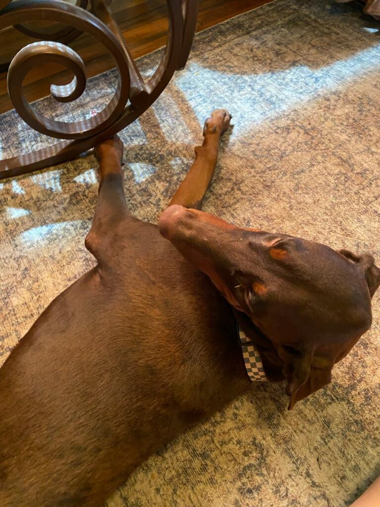 Belle Beauty Dobie!