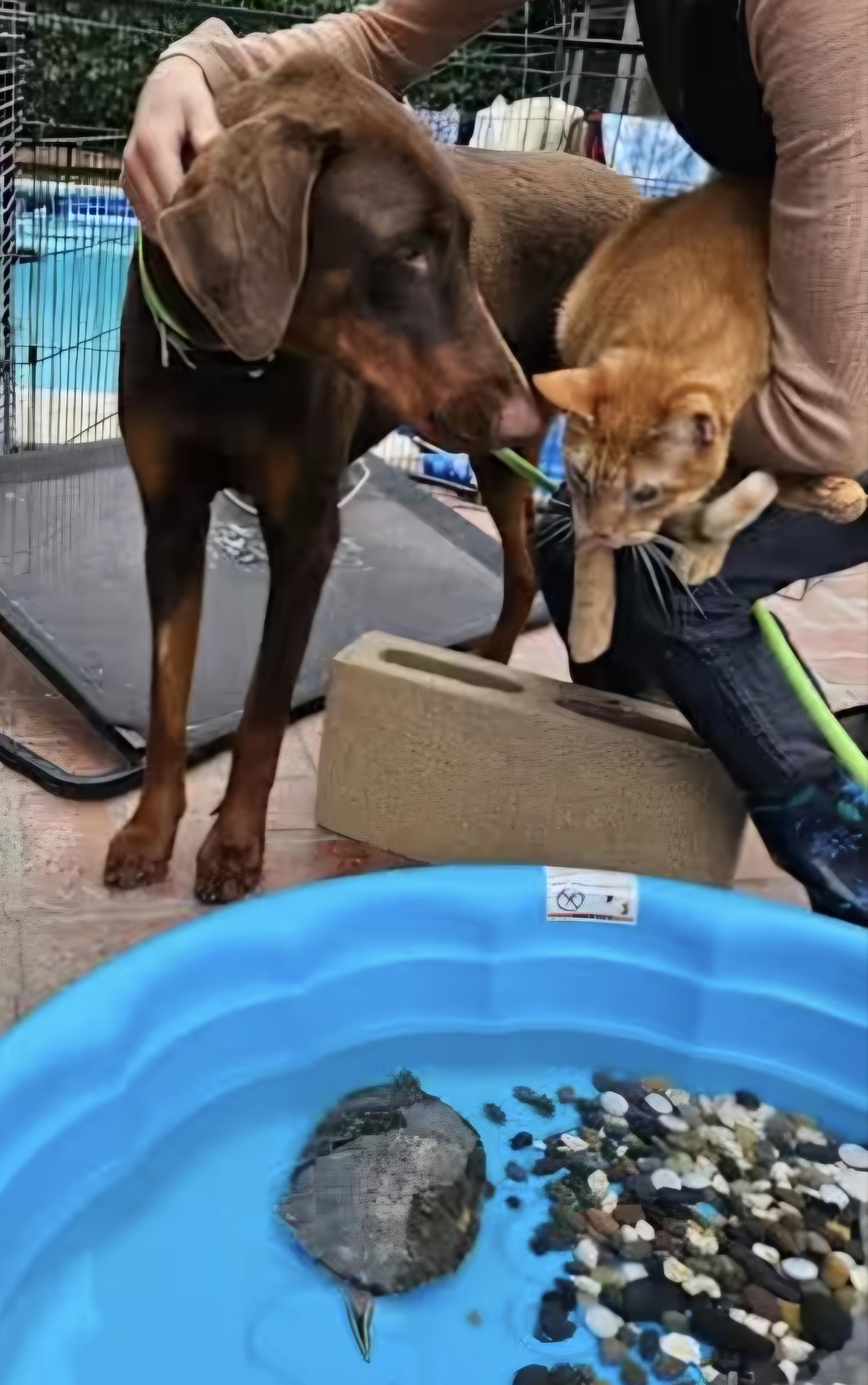 Belle Beauty Dobie!