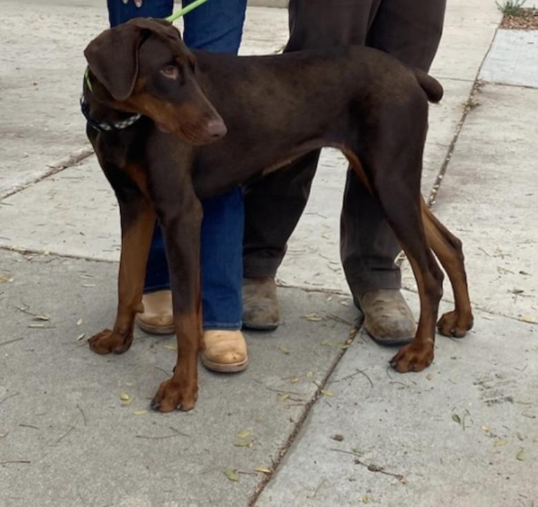Belle Beauty Dobie!