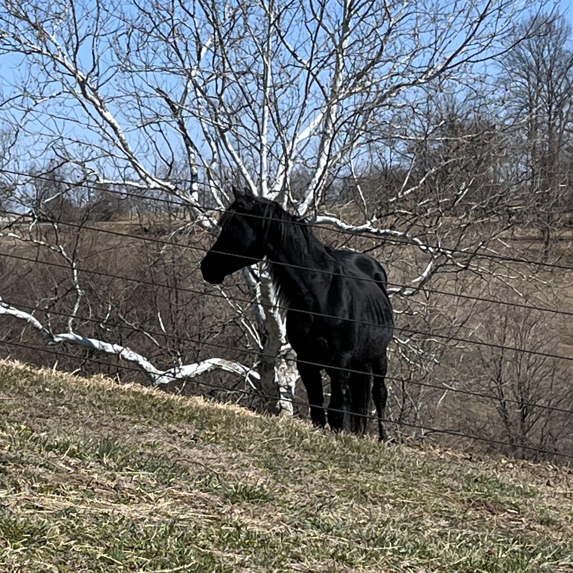 Enlarge Manny, a ADOPTABLE Morgan in Athens, OH image 1/1