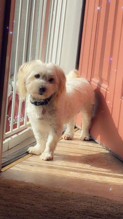 Louie 2, Adoptable, Adult Male Maltese & Poodle.
