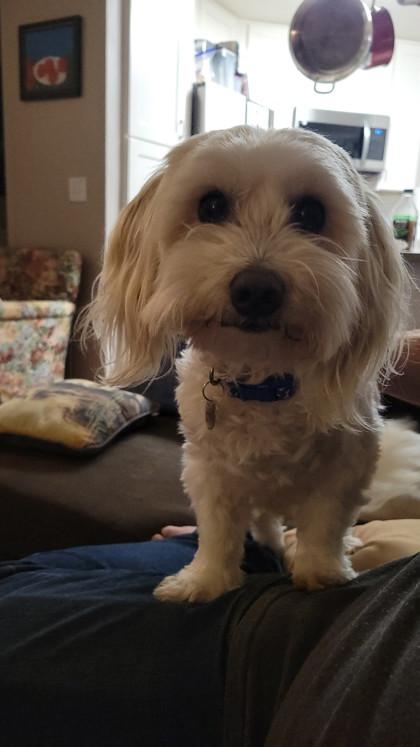 Enlarge Louie 2, a Adoptable mixed breed in Hillsboro, OR image 2/2