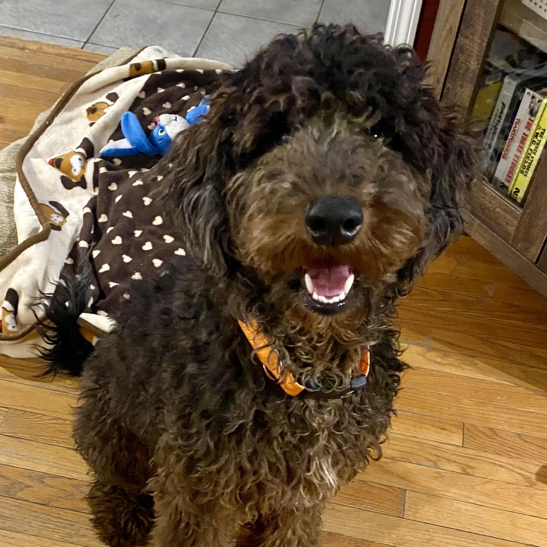 ATLAS-PENNSYLVANIA, Adoptable, Young Male Goldendoodle.