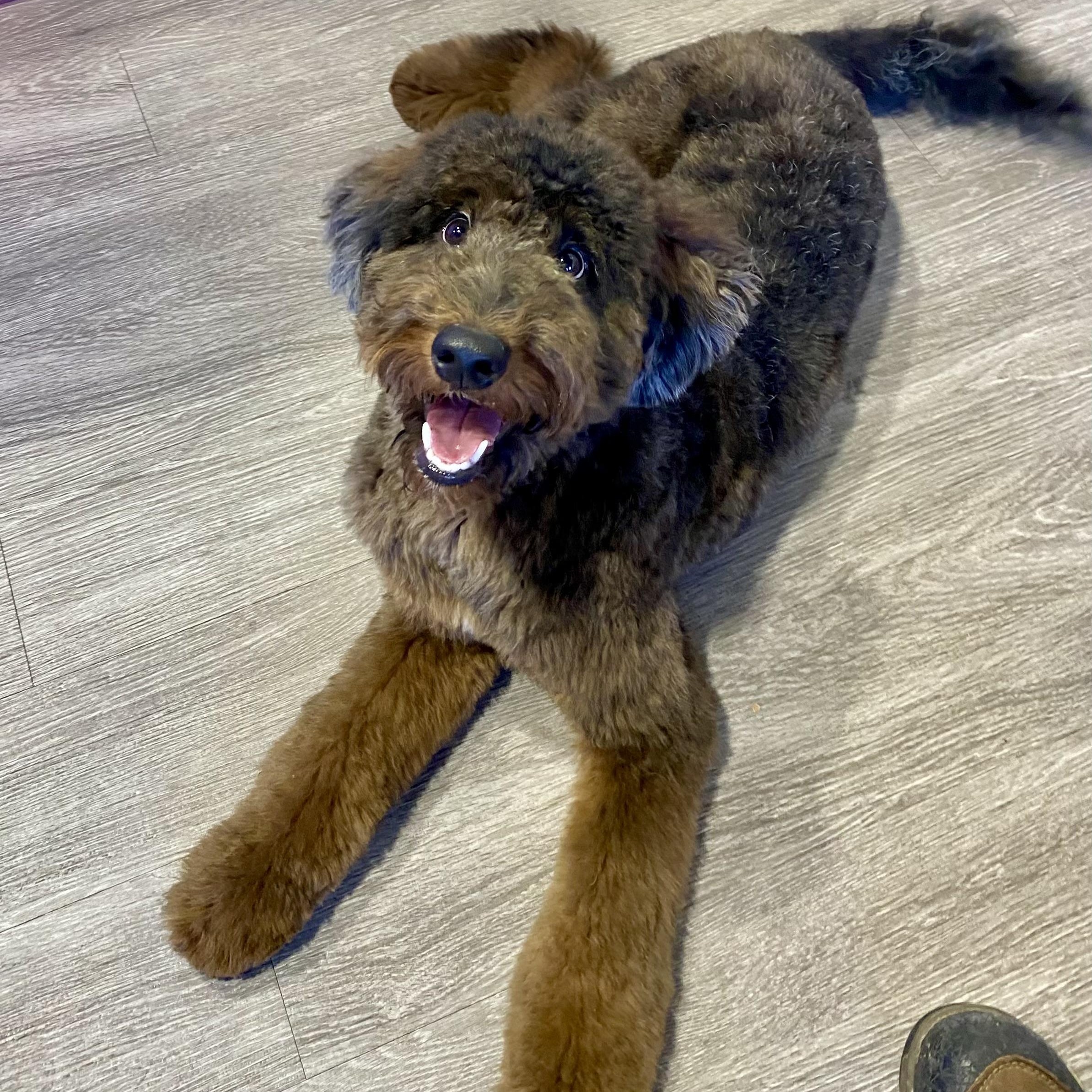 ATLAS-PENNSYLVANIA, an adopted Goldendoodle in ROBESONIA , PA image 2/6