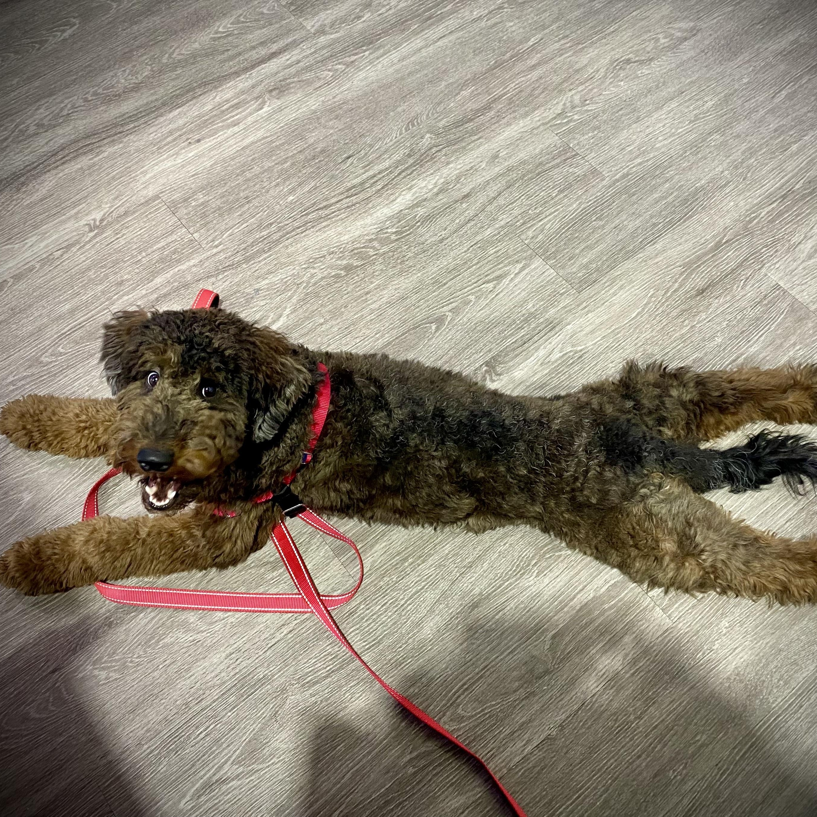 ATLAS-PENNSYLVANIA, an adopted Goldendoodle in ROBESONIA , PA image 5/6