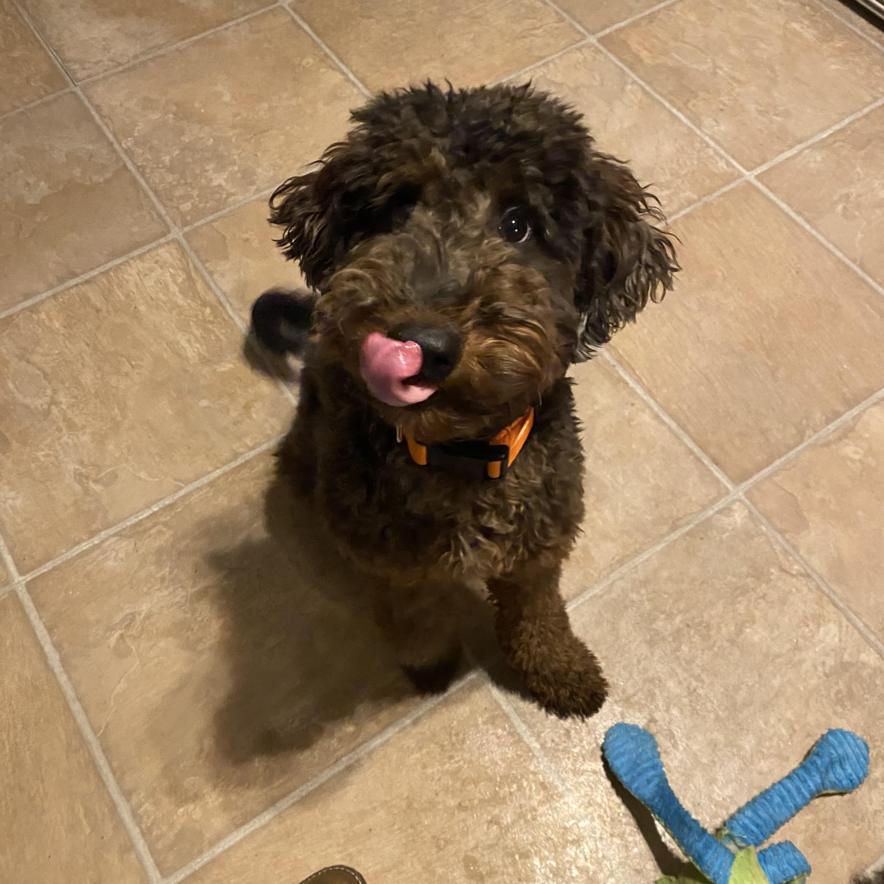 ATLAS-PENNSYLVANIA, an adopted Goldendoodle in ROBESONIA , PA image 4/6