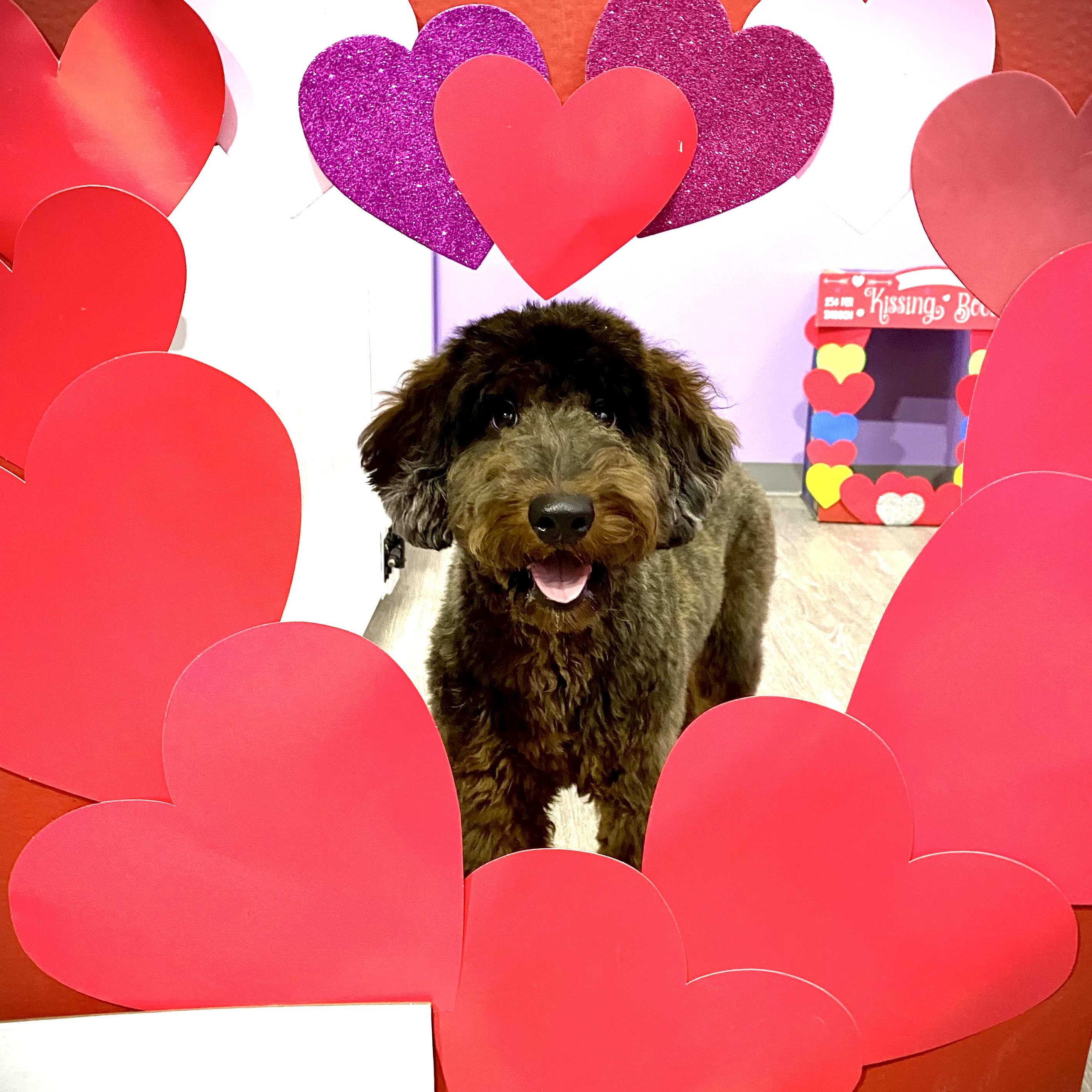 ATLAS-PENNSYLVANIA, an adopted Goldendoodle in ROBESONIA , PA image 3/6