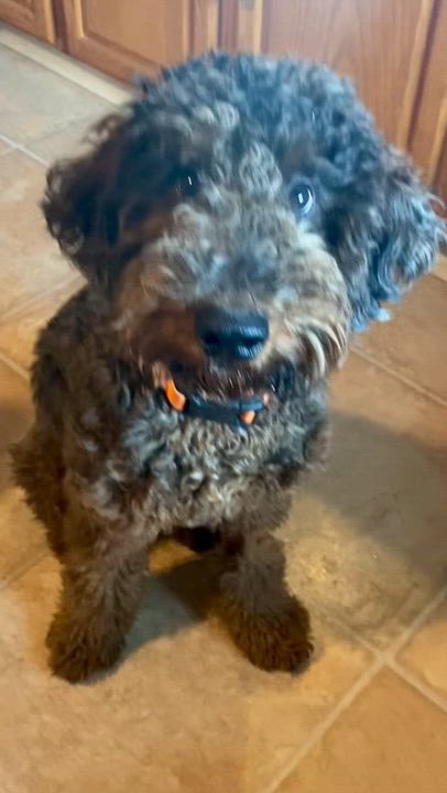 Enlarge ATLAS-PENNSYLVANIA, an adopted Goldendoodle in ROBESONIA , PA video 6/6