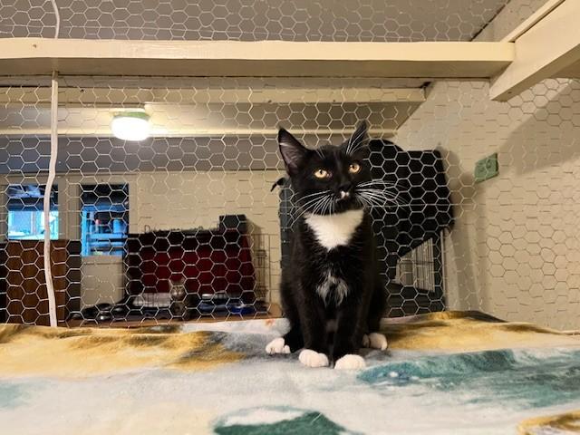 Enlarge Pepper, a ADOPTABLE Domestic Short Hair in Caribou, ME image 1/1