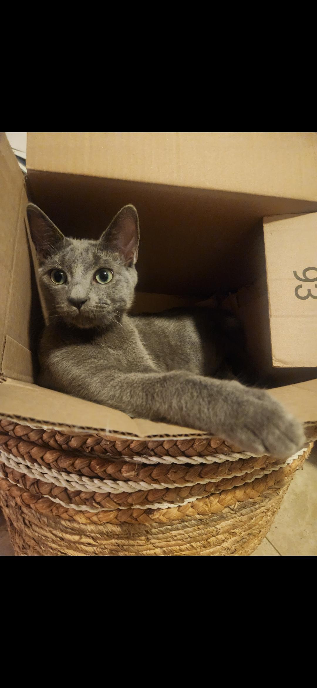 Catalina, Adoptable, Young Female Domestic Short Hair.