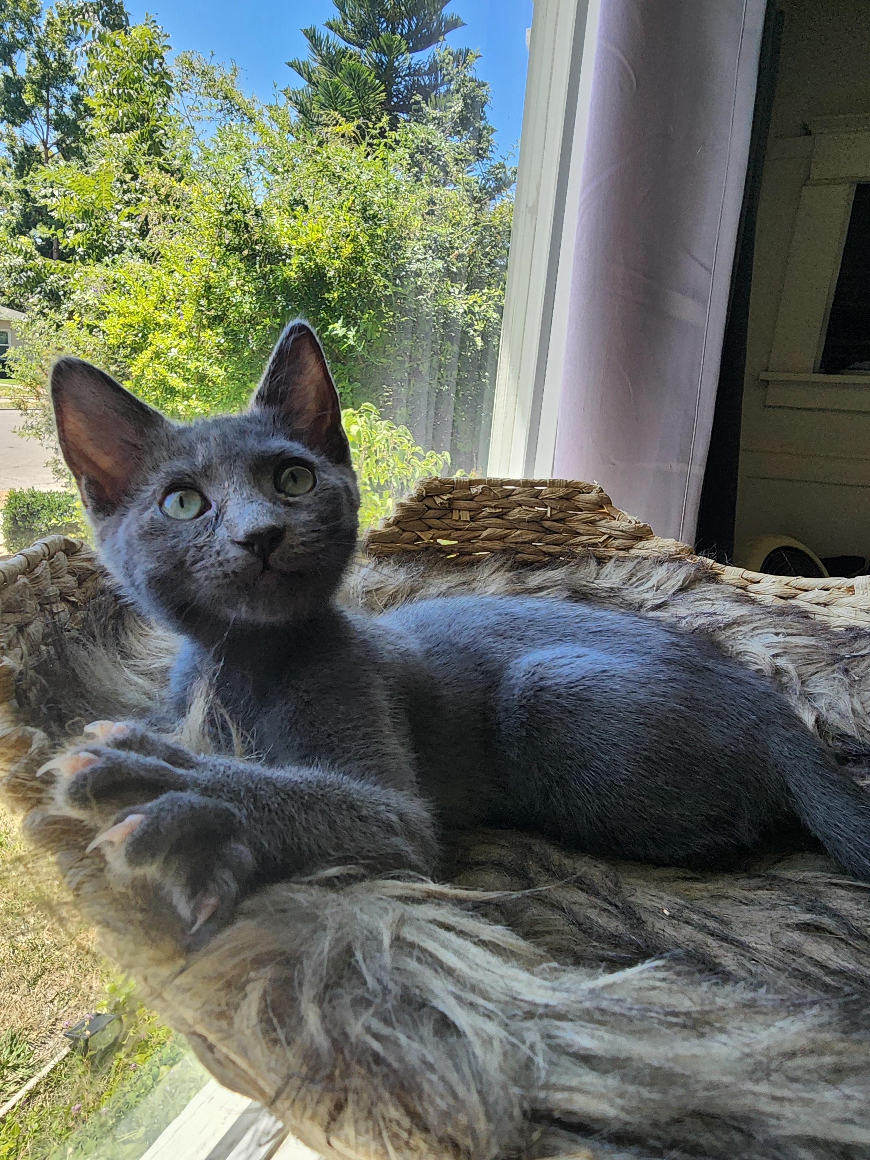 Enlarge Catalina, a Adoptable mixed breed in Tracy, CA image 4/6