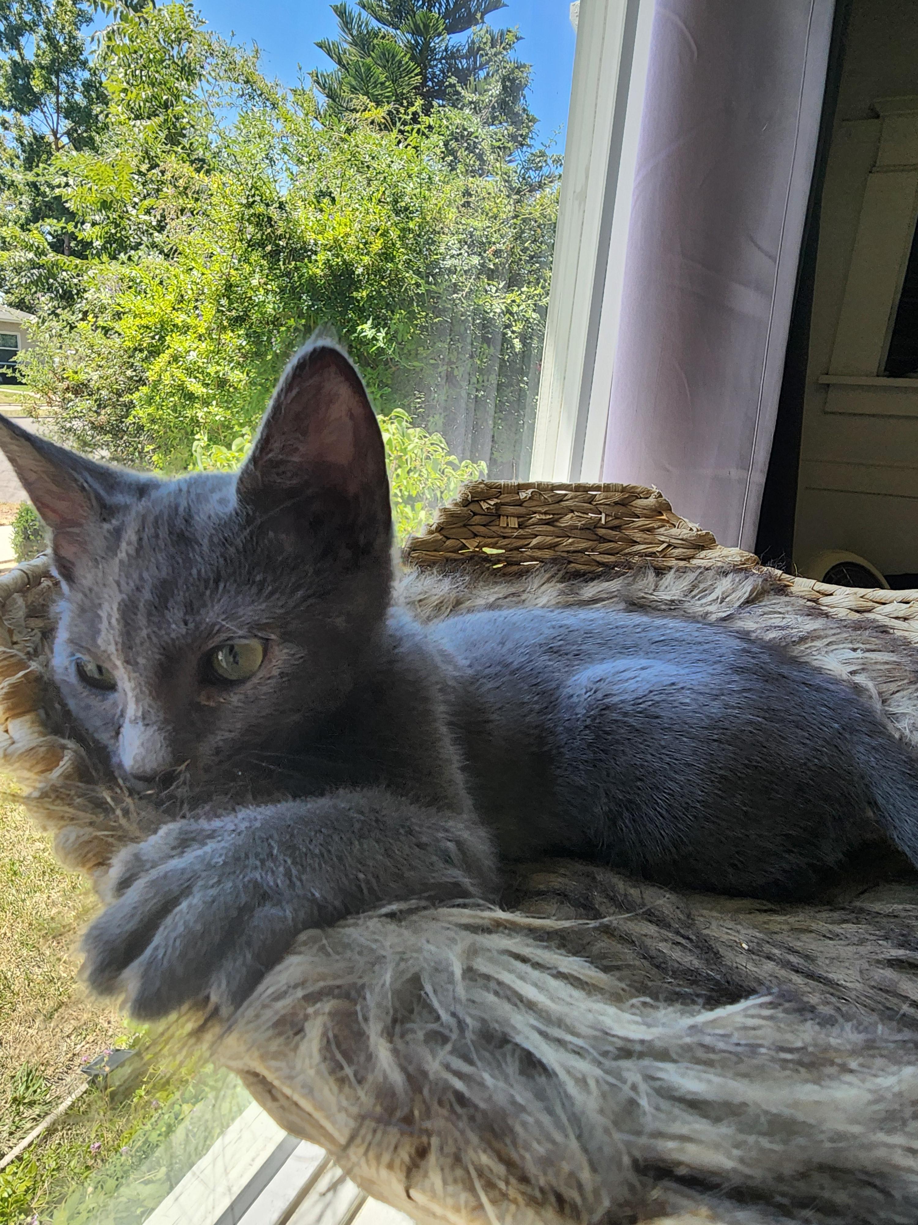 Enlarge Catalina, a Adoptable mixed breed in Tracy, CA image 5/6