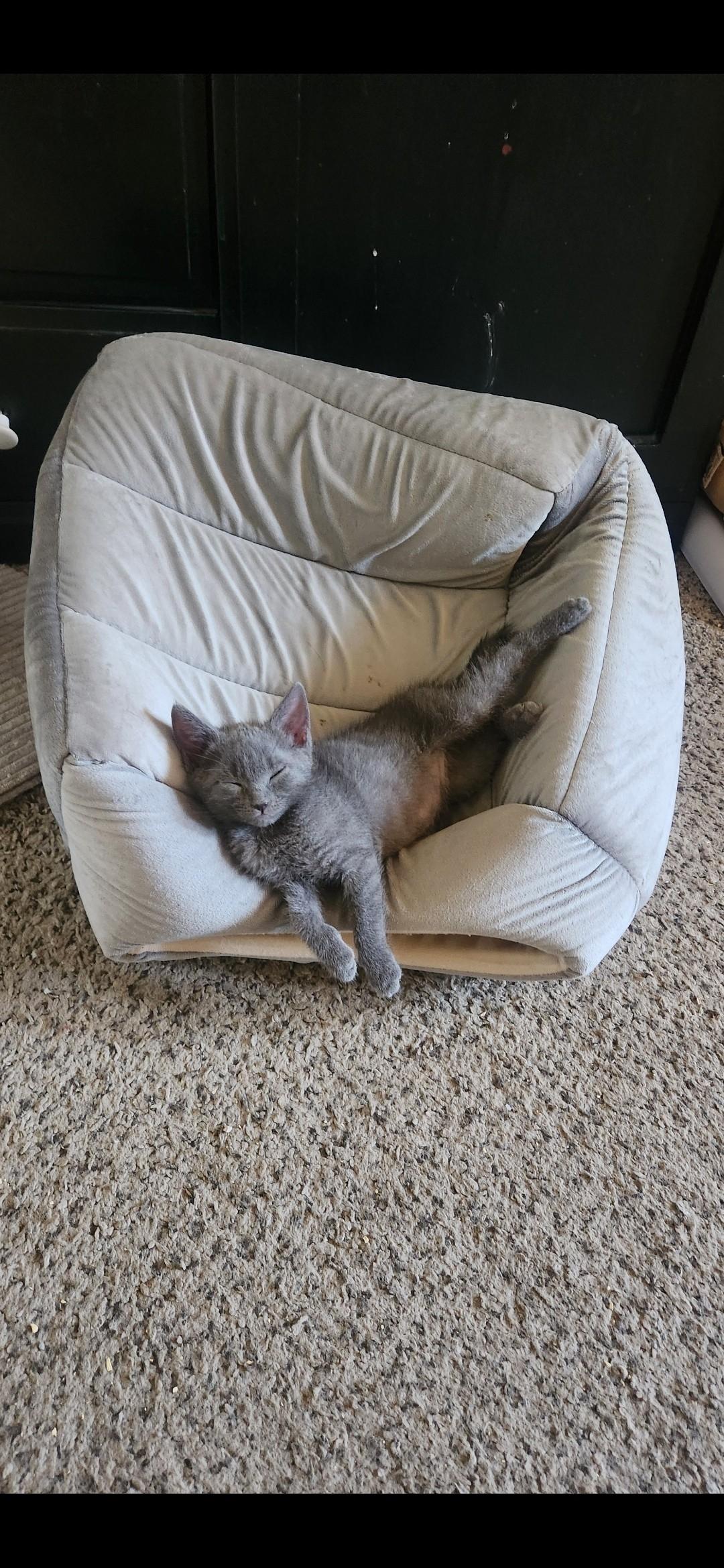 Enlarge Catalina, a Adoptable mixed breed in Tracy, CA image 6/6