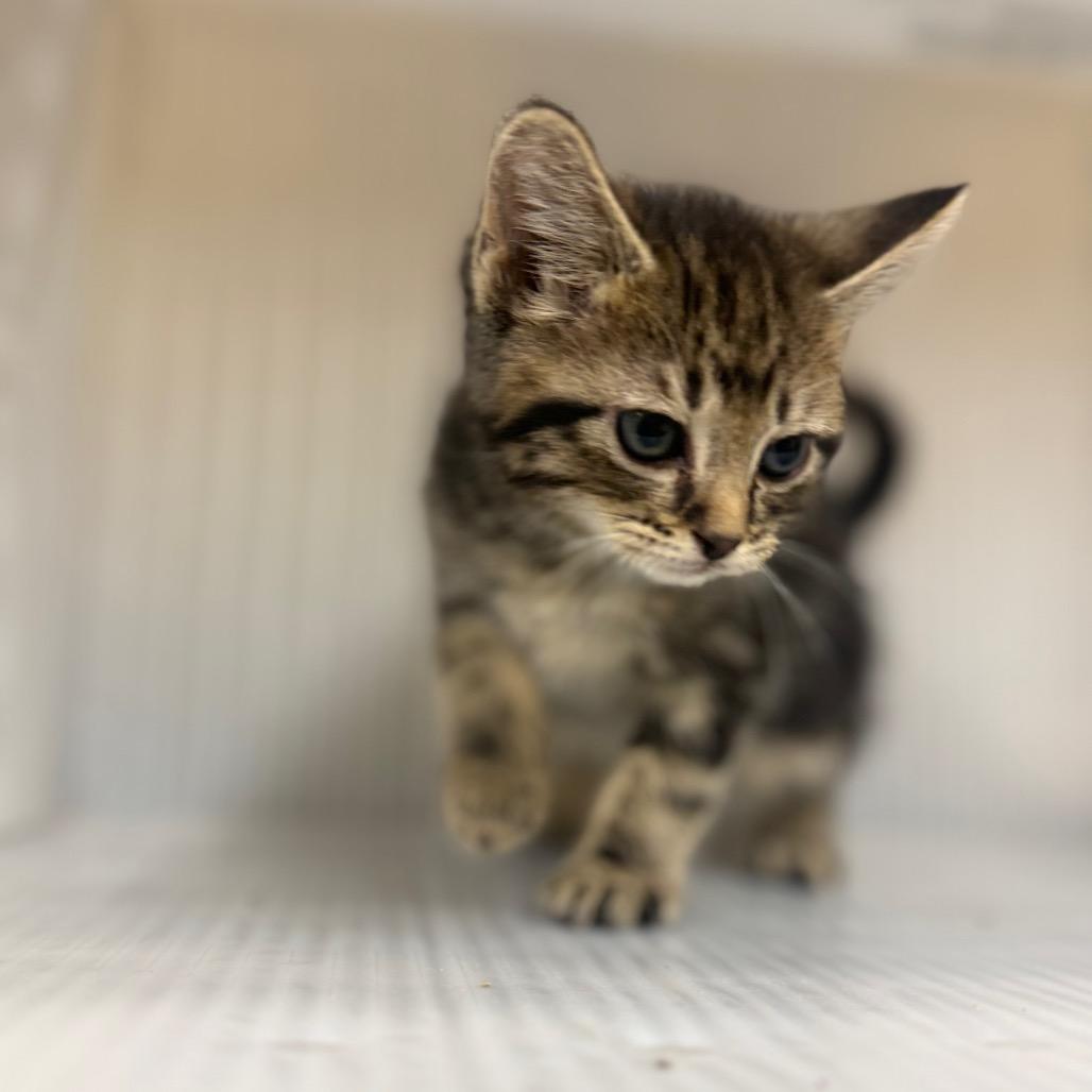 Enlarge Boondock, a Adoptable Domestic Short Hair in Pauls Valley, OK image 1/1