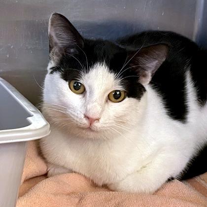 Enlarge Kimori, an adopted Domestic Short Hair in Flagstaff, AZ image 2/2