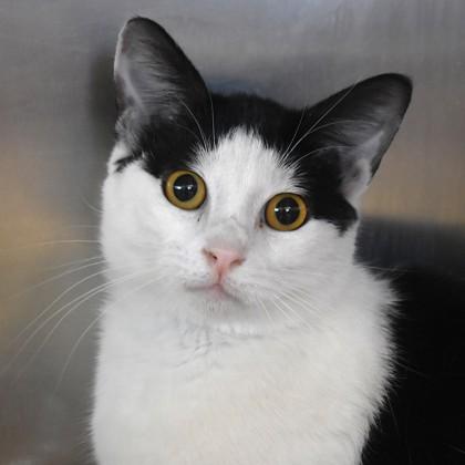 Kimori, adopted, Adult Male Domestic Short Hair.