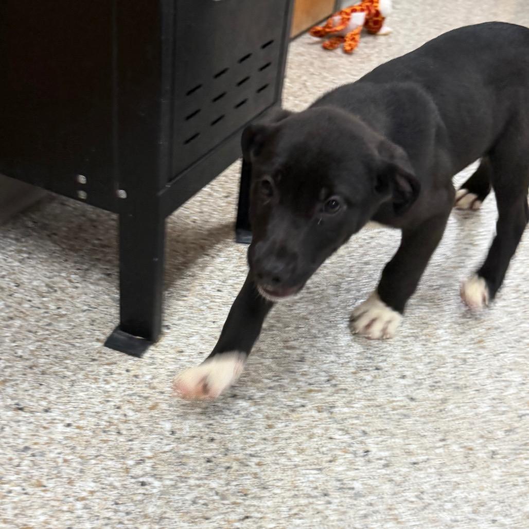 Koozie, Adoptable, Puppy Male Australian Shepherd & Mixed Breed.