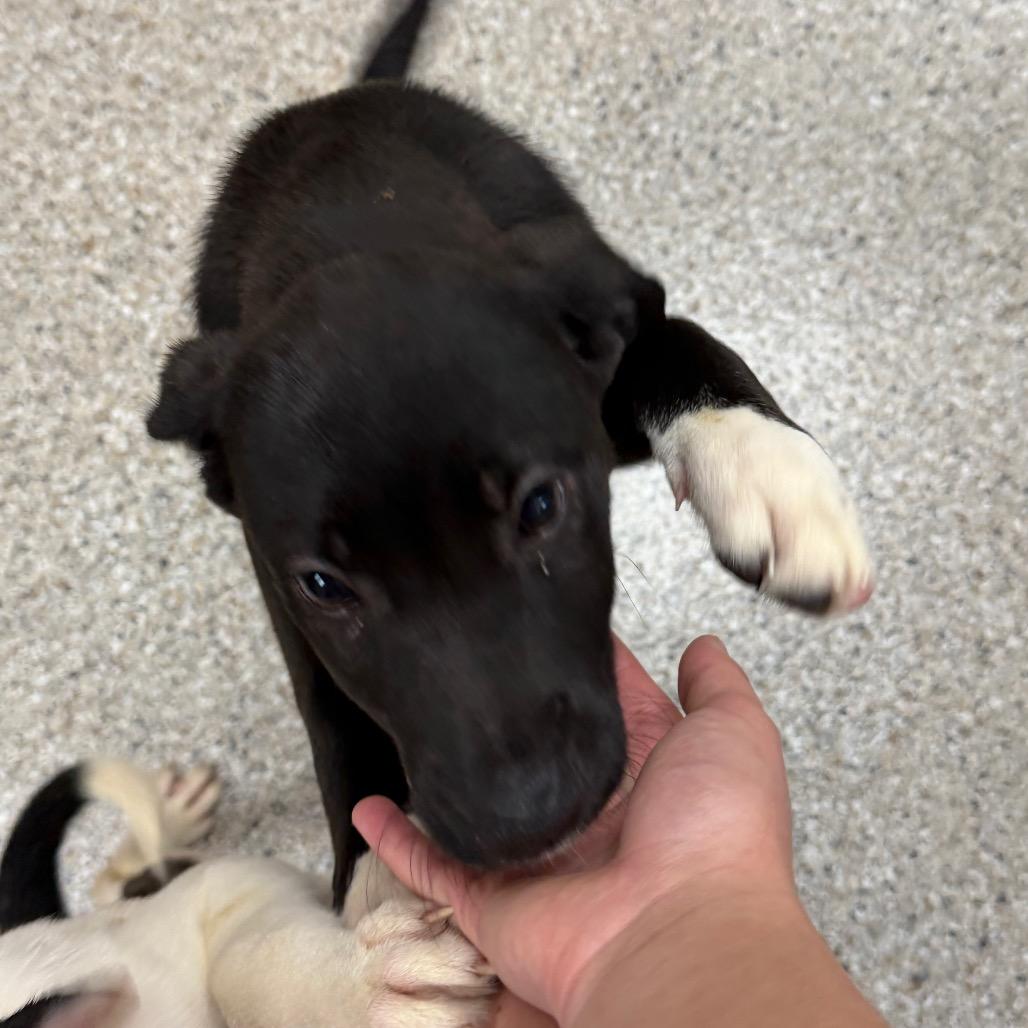 Enlarge Koozie, a Adoptable mixed breed in Detroit Lakes, MN image 2/6