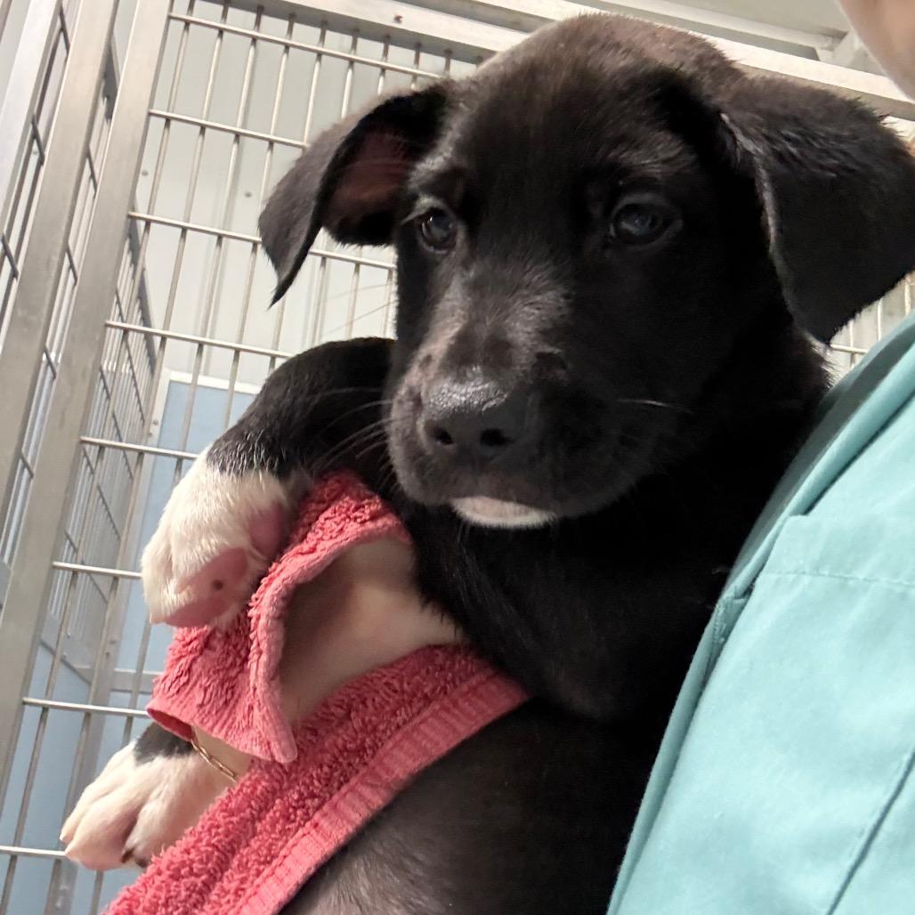 Enlarge Koozie, a Adoptable mixed breed in Detroit Lakes, MN image 3/6