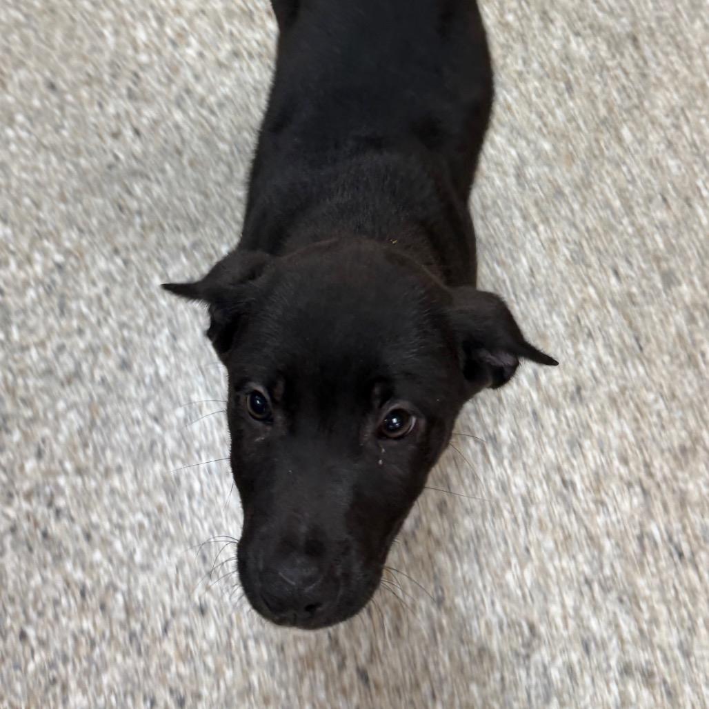 Enlarge Koozie, a Adoptable mixed breed in Detroit Lakes, MN image 4/6