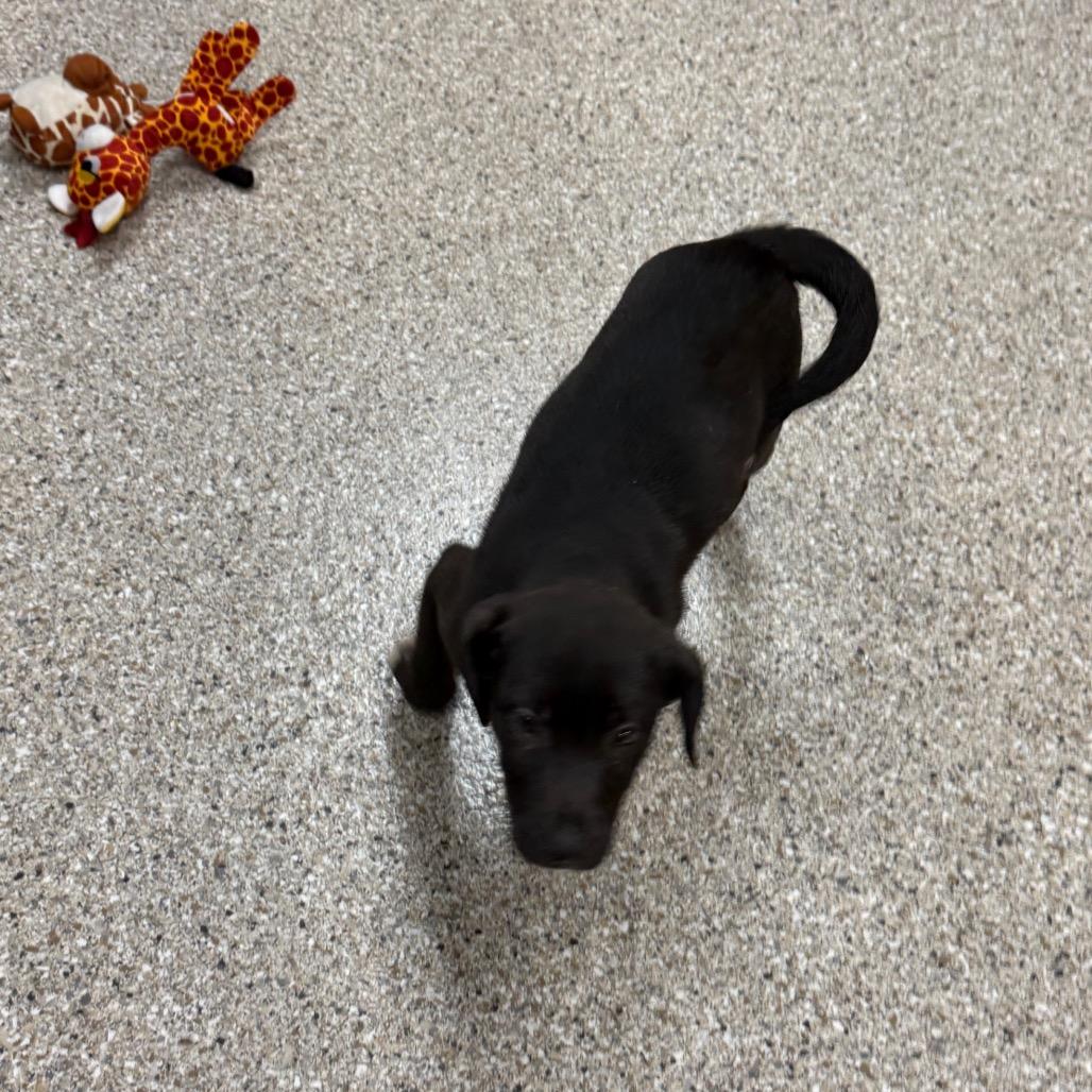 Enlarge Koozie, a Adoptable mixed breed in Detroit Lakes, MN image 5/6
