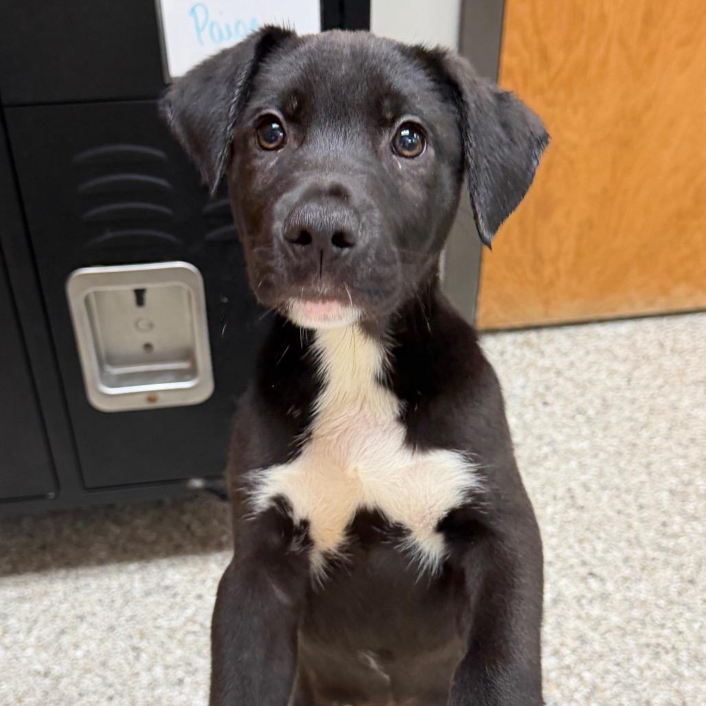 Enlarge Koozie, a Adoptable mixed breed in Detroit Lakes, MN image 6/6