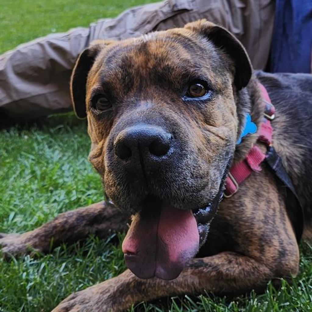 Bug, Adoptable, Senior Male Shar-Pei & Mixed Breed.