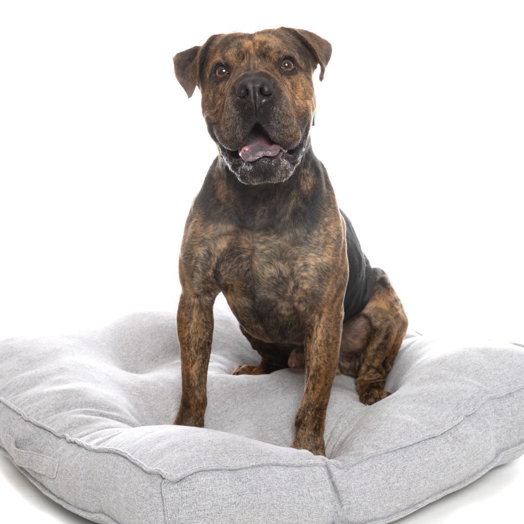 Bug, a Adoptable mixed breed in Kanab, UT image 2/6