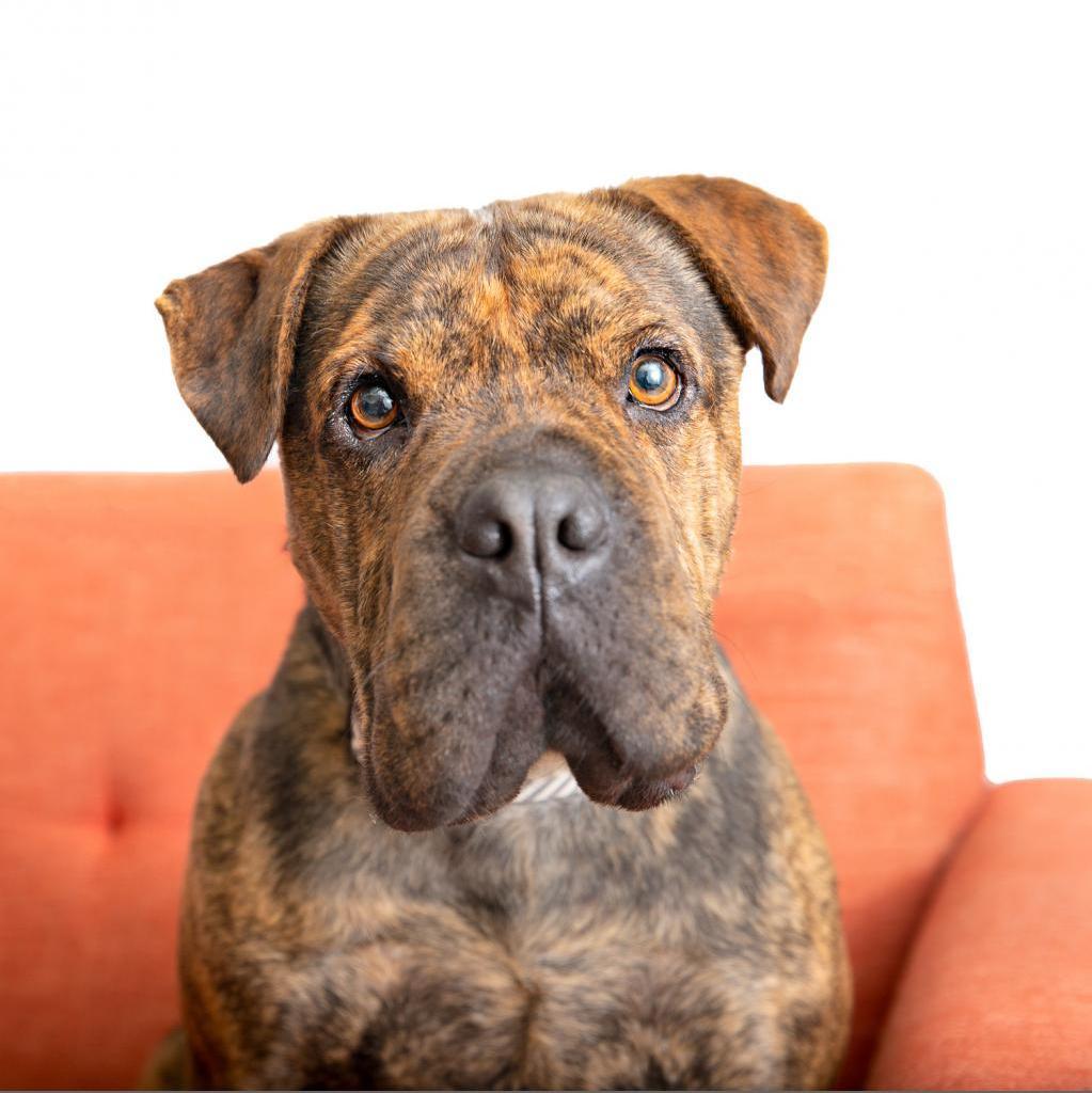Bug, a Adoptable mixed breed in Kanab, UT image 3/6