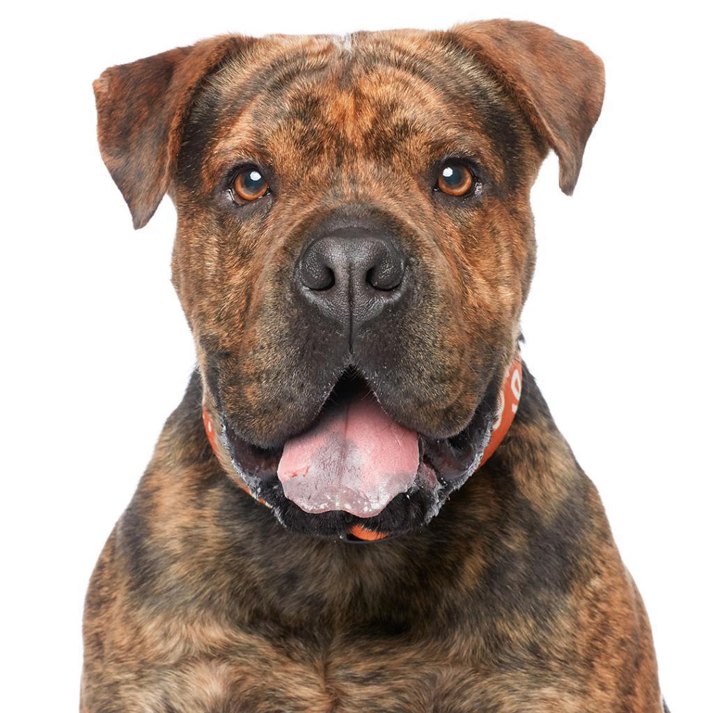 Bug, a Adoptable mixed breed in Kanab, UT image 4/6