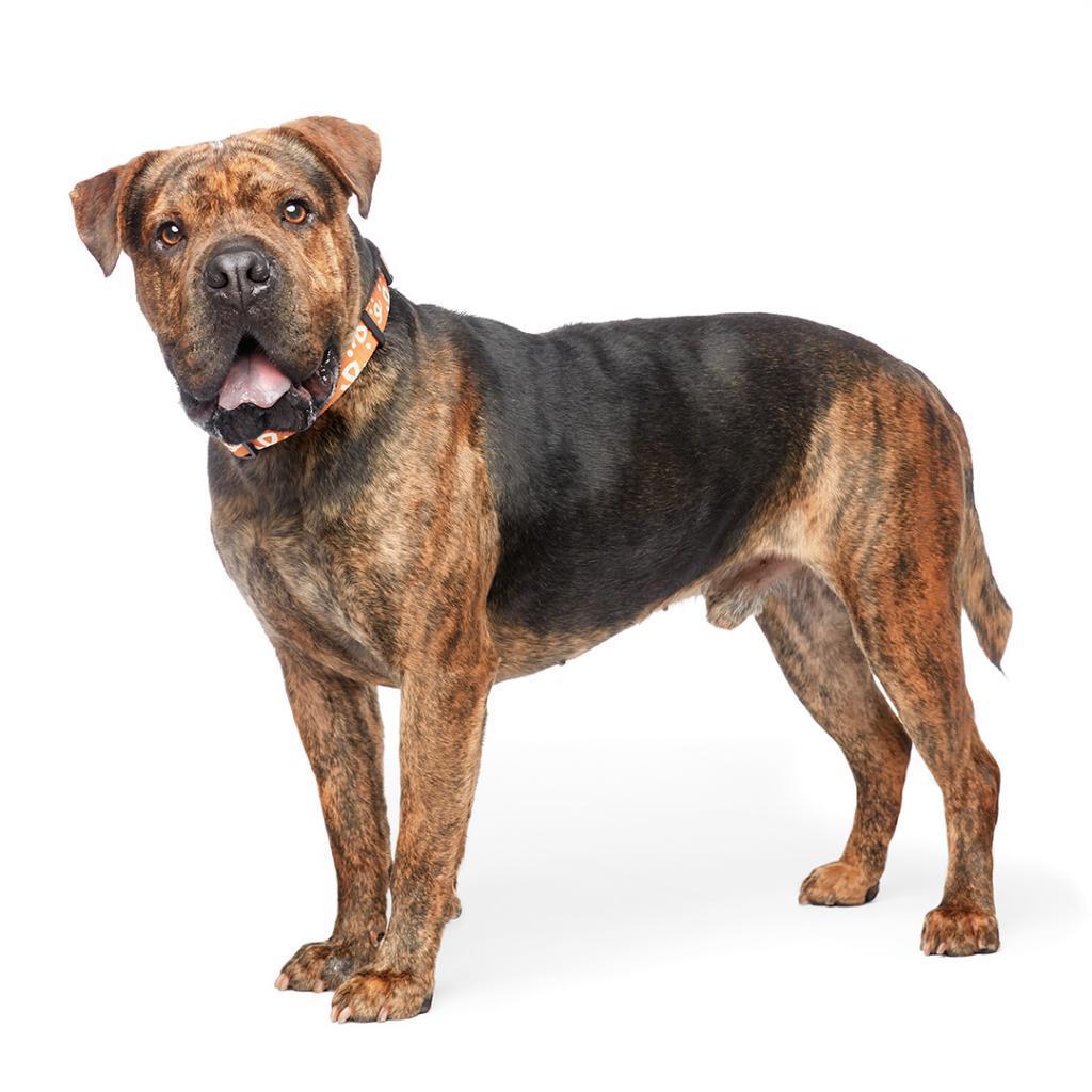 Bug, a Adoptable mixed breed in Kanab, UT image 5/6