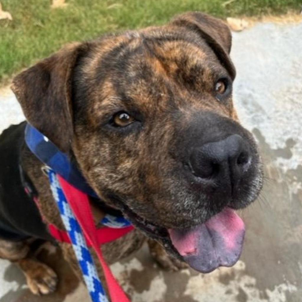Bug, a Adoptable mixed breed in Kanab, UT image 6/6