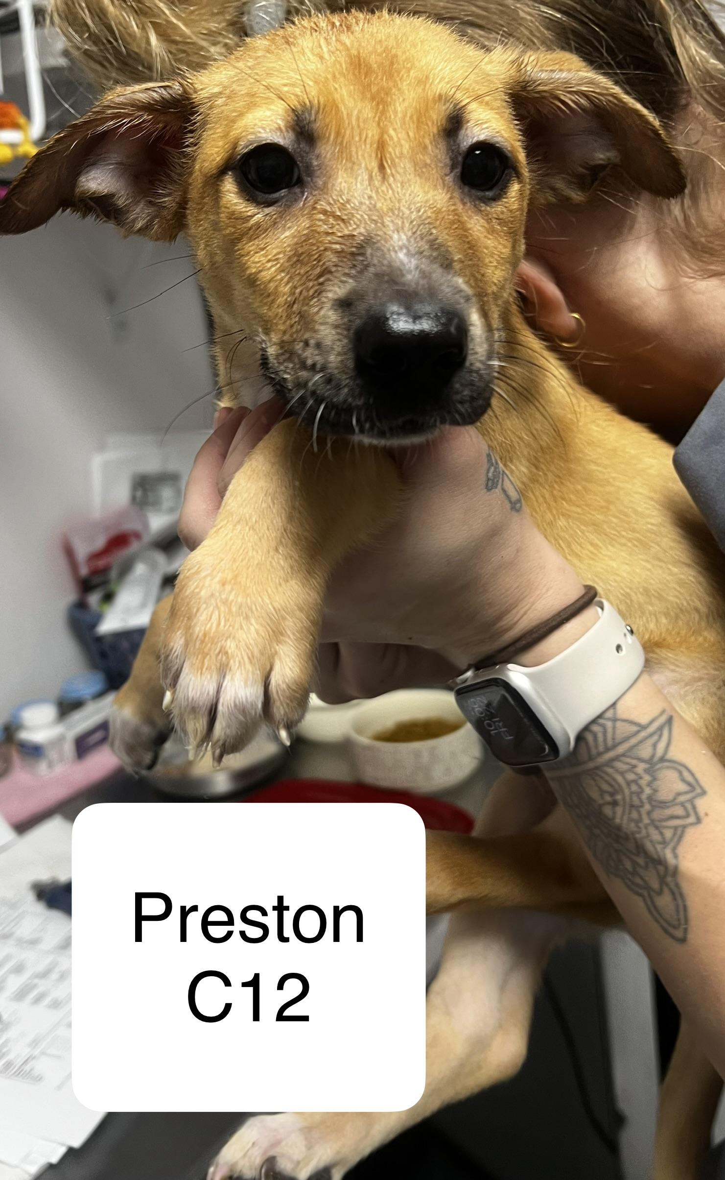 Preston, ADOPTABLE, Young Male Chihuahua & Terrier.