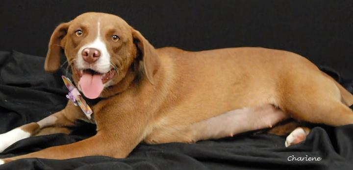 Huntrix, Adoptable, Young Female Beagle & Labrador Retriever.