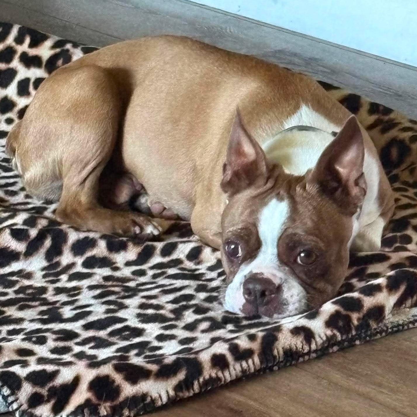 Blossom, a ADOPTABLE Boston Terrier in Holley, NY image 2/6
